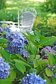 Blühende Hortensie im Garten