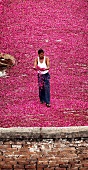 Indischer Arbeiter prüft rote Rosenblätter, die auf einem Dach trocknen