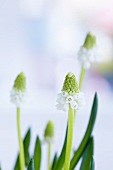 White grape hyacinths (detail)