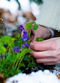 Pansies in flowerpots