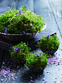 Moss and violets in vintage tartlet tins
