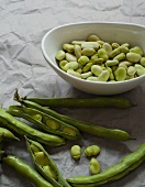 Fava Beans In and Out of Their Pods