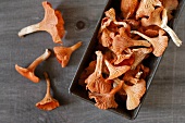 Freshly Foraged Red Chanterelles in a Tin Box