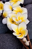 Frangipani flowers in a wooden dish