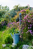 Nostalgic watering can next to garden standpipe in Mediterranean garden with rose bush