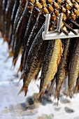 Smoked herring on a rack (Bornholm, Denmark)
