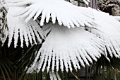 Schnee auf Palme