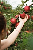 Frau beim Äpfelpflücken