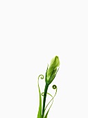 Closed prairie gentian flower with coiled leaf tips