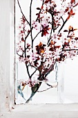 Blühende Zierkirschenzweige in Glasvase am Fenster