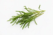 Olive herb (Santolina viridis) on a white surface