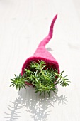 Prick-madam (Sedum reflexum) in a felt cornucopia