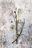 Two willow catkins on weathered, white wooden surface