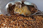 A live mouse with wheat