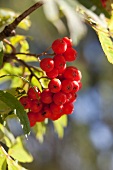 Rowan berries on branch