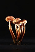 Fresh honey fungus mushrooms