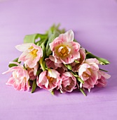 Ein Strauss rosafarbene Tulpen