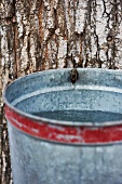 Collecting Sap from Maple Tree in Galvanized Bucket