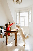 Little girl feeding dog at kitchen table
