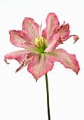 Clematis blossom, close-up