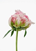 Variegated peony, low angle view