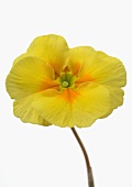 Yellow primrose flower, close-up