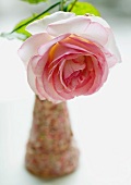 Rose in vase