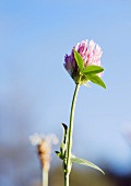 Crimson clover