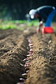 Farmer planting potatoes in row