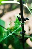 Tendrils in vegetable garden