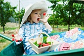 Little girl sitting in wheelbarrow eating raspberries stuck on her fingers
