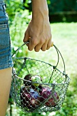 Hand holding wire basket containing eggplant
