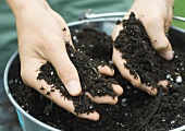 Hands feeling soil in bucket