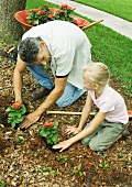 Man and girl planting flowers in yard together