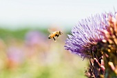 Bee flying toward thistle flower