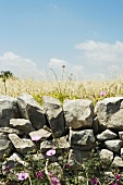 Low stone wall and flowers