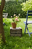 Chair next top potted geranium in backyard