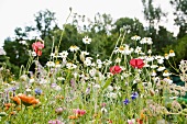 Blühende Wiesenblumen