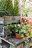 Potted ivy plants