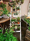 Various flowers & plants on ladder, table & chair outside