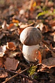 A porcini mushroom in a forest