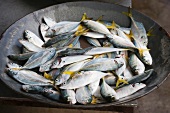 A bowl of yellowtail mackerel