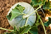 A melon on the plant in a garden
