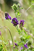 Flowering clover (Trifolium)