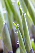 Knospen der Herzblattlilie (Hosta) mit Wassertropfen