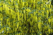 Flowering laburnum