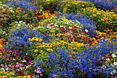 Bed of summer flowers