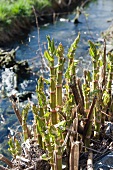 Japanese knotweed (reynoutria japonica) on the bank of a stream