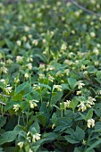 Flowering tuberous comfrey (symphytum tuberosum)