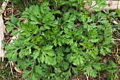 Artemisia vulgare, Beifuss